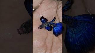 New  Bigear guppy