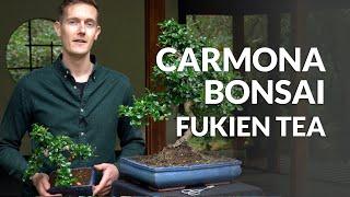 Carmona Bonsai care (Fukien tea)