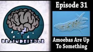 Braindrizzle Ep31 - Amoebas Are Up To Something