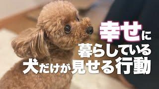 愛犬に幸せになってもらいたい！愛犬と一緒に幸せになる方法