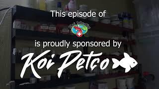 Marine, Tropical and Koi fish medication range by KoiPetCo - Koi Medic explains S2E5