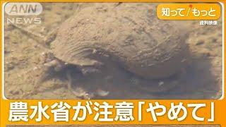 ジャンボタニシで除草？　投稿が炎上　農水省が注意喚起　米農家「信じられない」【もっと知りたい！】【グッド！モーニング】(2024年3月14日)