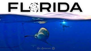 Exposing Florida's Shark Secret!