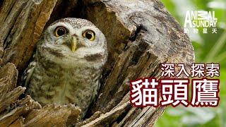 動物星天頻道 EP15《深入探索：貓頭鷹》搶先看 [4K]