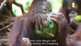 Unser neues Patentier Jeni | BOS | orangutan.de