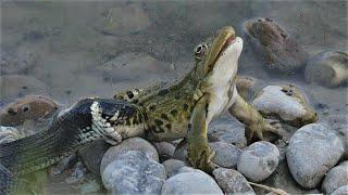 Snake catching a large frog / Cobra apanha uma rã grande / Schlange fängt einen grossen Frosch