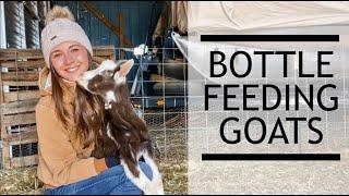 Tips To Easily Bottle Feed Baby Goats