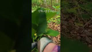 #취나물#산취#산나물#산행#쇼츠 #제철 #풍경 #farming #garden #nature #shorts