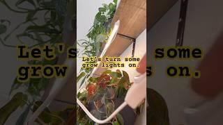 #growlights #houseplants #plants #philodendron #monstera #alocasia #anthurium