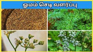 ஓமம் செடி வளர்ப்பது எப்படி?  Omam Chedi Valarpathu Eppadi. How to Grow Ajwain from seed in Tamil