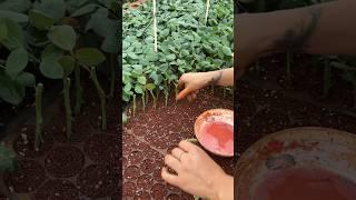 A wonderful technique for planting roses in the nursery