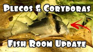 Exotic Pleco & Rare Corydoras Fish Room. Tons of Fry.