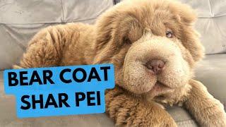 Bear Coat Shar Pei - The Rarest Shar Pei Type