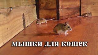мышки для кошек  охотиться на мышей