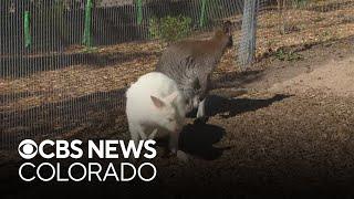 New Australian habitat "The Down Under" at Denver Zoo exhibit opens