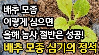 배추 모종 이렇게 심으면 올해 농사 절반은 성공! - 배추 모종 심기의 정석