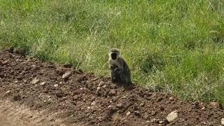 Monkeys in Nairobi national Park.