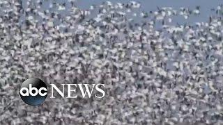 Thousands of snow geese migrating north