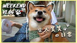 【柴犬笑笑の日常】香港柴犬｜上環歡迎狗狗的Cafe｜一起聊聊柴犬｜與柴同樂的一天｜周末狗奴