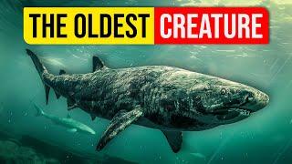 How the Greenland Shark lives up to 500 years...