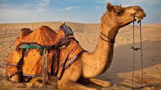 The Camel Walk - Camels and Camel Keepers of the Thar Desert - Pushkar, Rajasthan