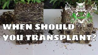 When Should You Transplant? For an Increased Yield | Know When Your Plant is Root-bound.