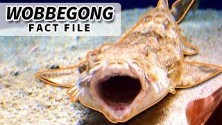 Wobbegong facts: the CARPET SHARK  Animal Fact Files