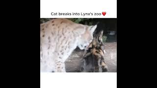 cat an lynx