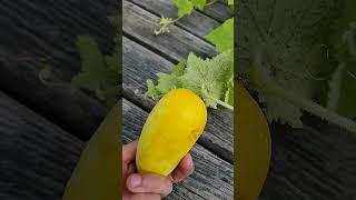 Picked White Cucumber too Late...