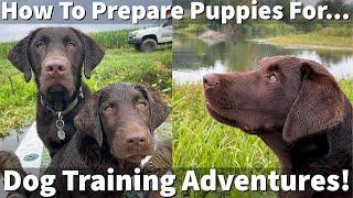 How Uncle Stonnie Prepares Puppies For Dog Training Adventures!