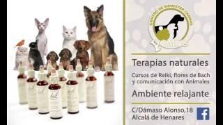 Pomis Bienestar Canino V2 Spot 2 1