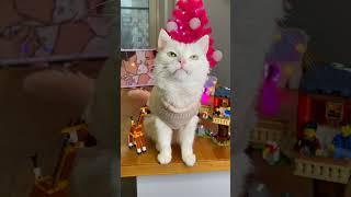 Кошка Софа собирает ЛЕГО