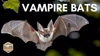 VAMPIRE BATS