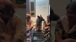 അങ്ങനെ അതിനും ഒരു തീരുമാനം ആയി ️| Leo️ #adorabledog #petlove  #pets