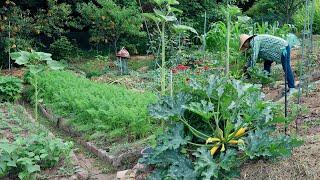 Life in the Korean countryside, harvesting garden crops the day before it rains~!!