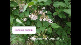 Как  обрезать сирень после цветения?Снижение высоты куста привитой и корнесобственой сирени.