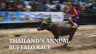 Annual buffalo race attracts hundreds of people to eastern Thailand