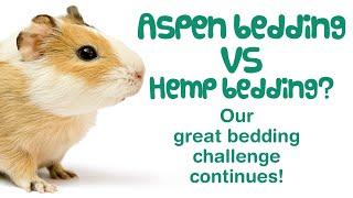 ASPEN BEDDING for GUINEA PIGS |  Aspen vs Pine & Hemp | Is Aspen Safe? | Absorbency & Odor Control
