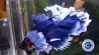 TOP 5 cá BETTA ĐẸP NHẤT THẾ GIỚI  - Top 5 Most beautiful Betta Fish in the world