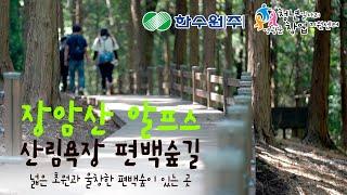 장암산 알프스 산림욕장 편백숲길