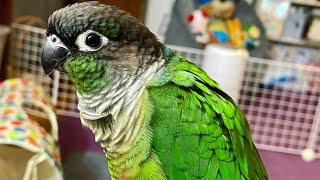 Green Cheek Conure Talking & Sounds | Talking Parrot