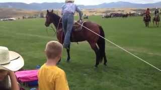 Steer Roping at Don King Days - Big Horn, WY