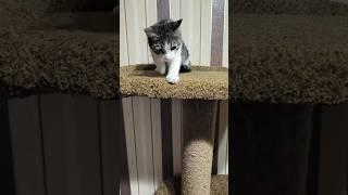 kitten #catvideos