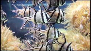 Banggai Cardinal - Pterapogon kauderni