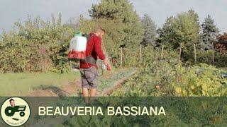 BEAUVERIA BASSIANA: una DIFESA BIO per l'ORTO  - Il contadino Nick