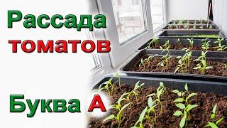 Рассада томатов . Буква А. Обработка семян перед посевом