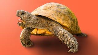 Garden State Tortoise Faces Mystery Species For First Time Ever in England! + more