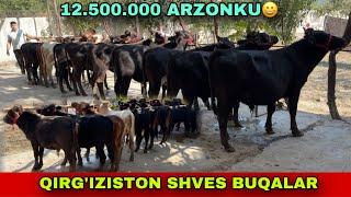 QIRG’IZISTON SHVES BUQALAR ️91-691-44-45 / 90-509-58-06 ARZON JOYI