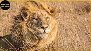 30 Momentos Dramáticos Em Que O Leão Macho Defende Seu Território | Animais Selvagens