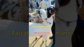 Faizabad bakra special#shorts #bakraeid 2024#bakramandi